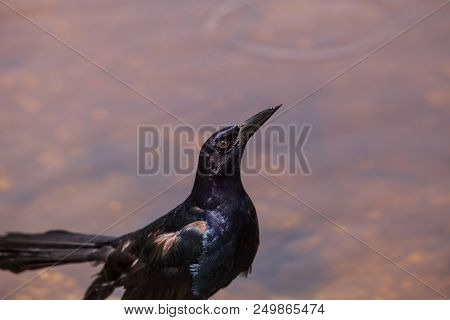 Boat Tailed Grackle Bird Quiscalus Major