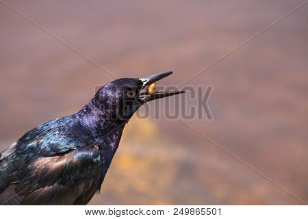 Boat Tailed Grackle Bird Quiscalus Major