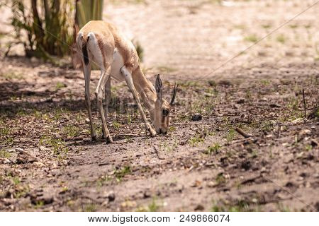 Slender-horned Gazelle Also Called Gazella Leptoceros