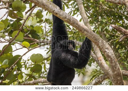 White Handed Gibbon Also Called Lar Gibbon Or Hylobates Lar