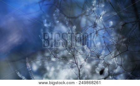 European Smoketree Cotinus Coggygria Flowers Macro With Water Drops