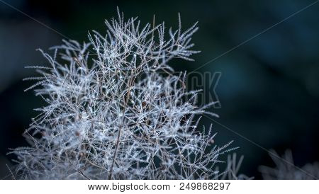 European Smoketree Cotinus Coggygria Flowers Macro With Water Drops