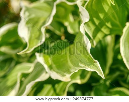 The Hosta Plant.  Decorative Form Of Popular Flower, Village Park With Flower Beds