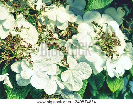 Blooming Philadelphus Flowers In Garden. Sweet Smell Of Bush In Lossom.