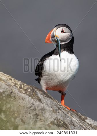 Puffin With Fish In Its Mouth N The South Coast Of Iceland