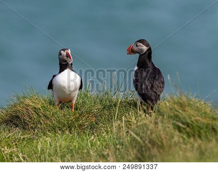 Pair Of Puffins With Fish In The South Coast Of Iceland