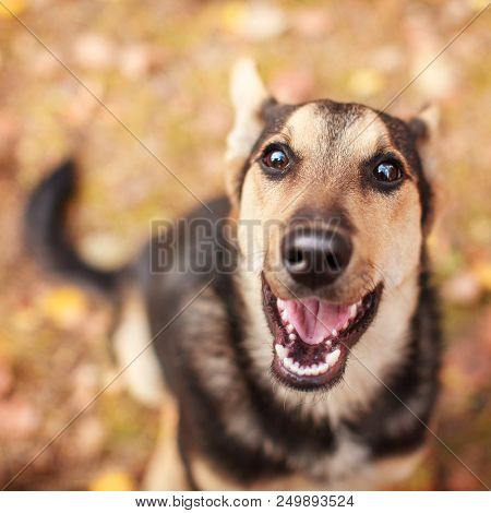 Homeles dog outdoors. Pet at autumn