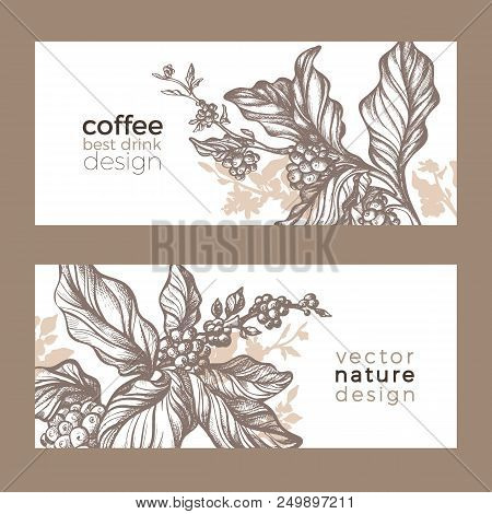 Vector Sketch Of Coffee Packaging. Nature Realistic Organic Template With Leaves, Flower, Bean . Art