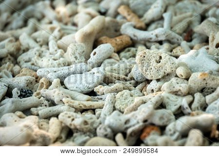Crashed Corals Background. Andaman And Nicobar Islands, India