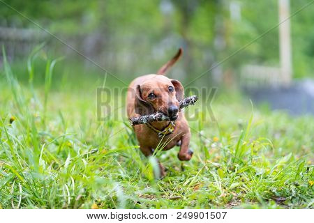 Dog Running With Stick. Playful Dog Running With Stick