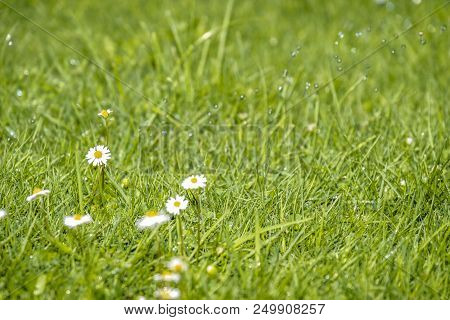Blurred Green Summer Background With Daisies Flowers And Green Grass And Water Drops Flying .