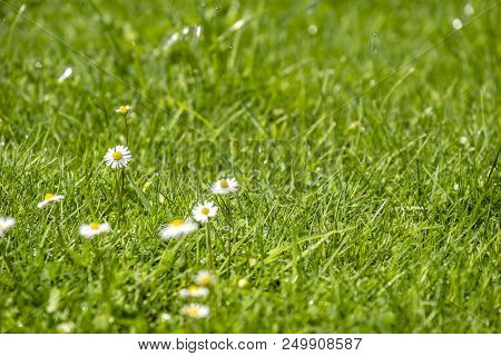 Blurred Green Summer Background With Daisies Flowers And Green Grass And Water Drops Flying .
