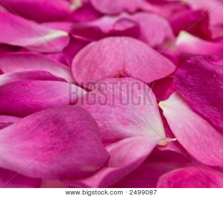 Petali di rosa