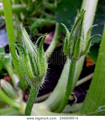 Zucchini Blossom. Vegetable Garden. Siberian Nature. Buds Stems Earth