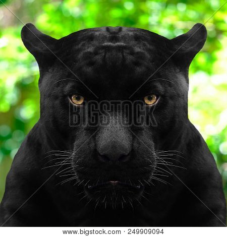 Black Panther Shot Close Up With Green Background