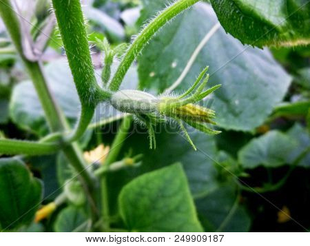Cucumbers Blossom. Vegetable Garden. Siberian Nature. Buds, Flower Leaves Stems Earth