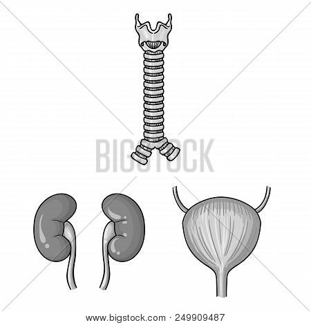 Human Organs Monochrome Icons In Set Collection For Design. Anatomy And Internal Organs Vector Symbo
