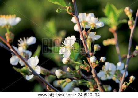 Fresh White Cherry Flowers On A Blurred Green Garden Background. Blossoming Cherry Close-up.