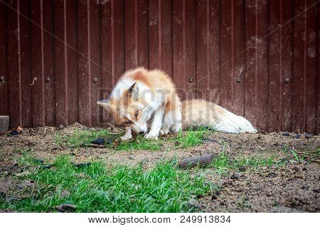 Portrait Of Wild Golden Fox In Enclosure