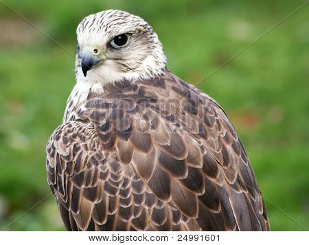Merlin Falco columbarius lukke