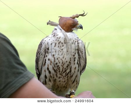 Merlin Falco columbarius med hætte lukke