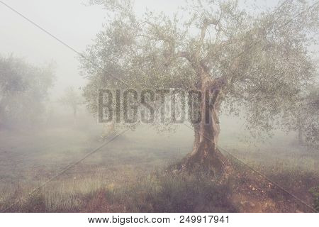 Olives Trees Garden In Greece. Sunny Spring Misty Norning