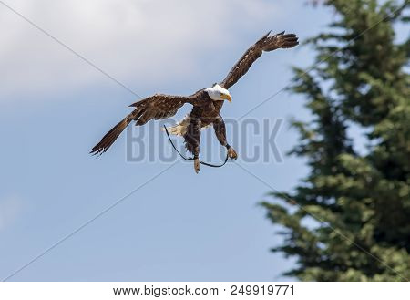 American Bald Eagle (haliaeetus Leucocephalus) Bird Of Prey Attack Simulation At Falconry Display. T