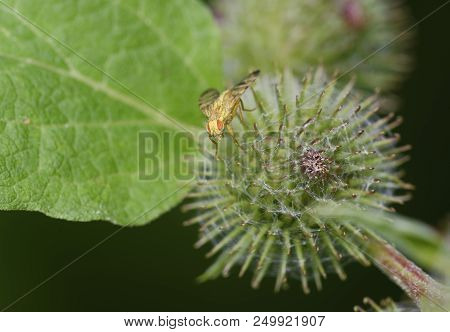 Burdock Picture Wing Fly - Terellia Tussilaginis 
On Flower Of Burdock