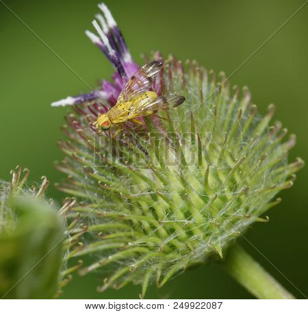 Burdock Picture Wing Fly - Terellia Tussilaginis 
On Flower Of Burdock