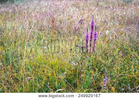 Wild Flower Field After Rain, Close Up