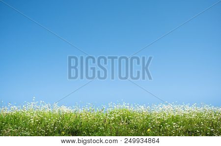 Summer Meadow With Flowers And Bkue Sky