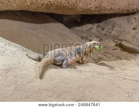 Lizard Named Common Chuckwalla In Desert Ambiance