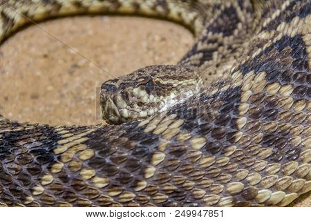 Closeup Shot Of A Eastern Diamondback Rattlesnake
