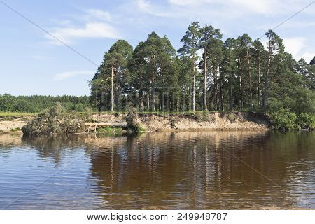 Landscape With Fallen Pine In The Water From A Washed River Bank. Vaga River In Verkhovazhsky Distri