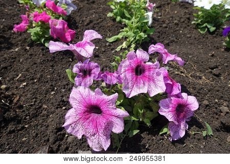 Pink Flowers Of Petunias In The Garden