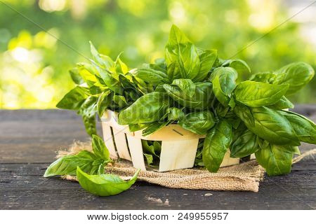 Fresh Basil On A Dark Background. Green Basil. Green Basil On A Dark Background. Food Background. A 