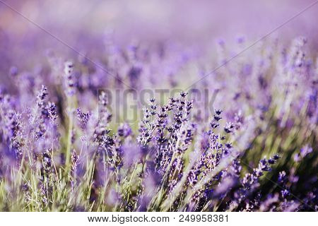 Violet Lavender Field At Soft Light Effect For Your Floral Background