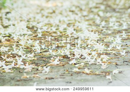 Close Up White Flowers Fall On Road