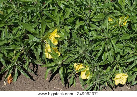 Large Wide Cup Shaped Canary Yellow Flowers Of Missouri Evening Primrose