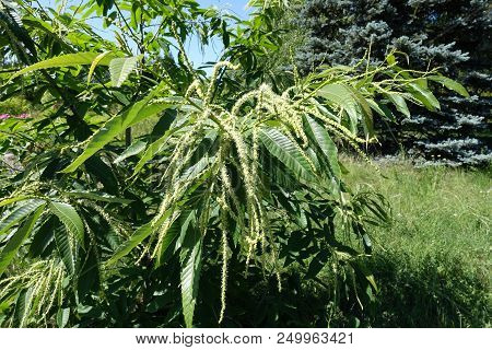 Pale Yellow Catkins And Long Leaves Of Sweet Chestnut