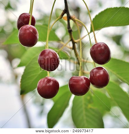 Cherry On The Branch Grows, Red Cherry