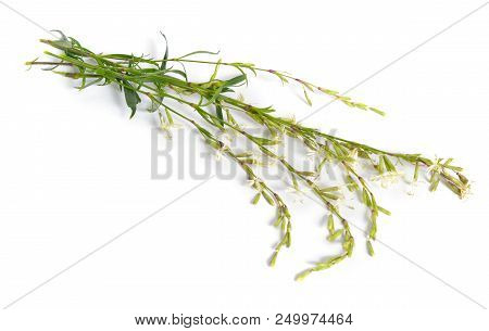 Silene Nutans, Most Commonly Known As Nottingham Catchfly. Isolated.