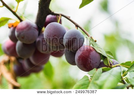 Close Up Ripe Fruit Of Cherry Plum On Branch In Garden. Vegetarian Healthy Summer Food Concept