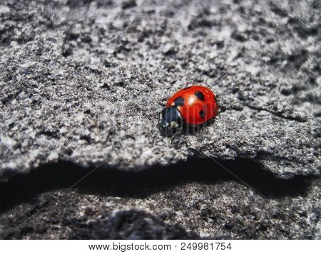 Single Red Ladybug On Dried Black Volcanic Ground