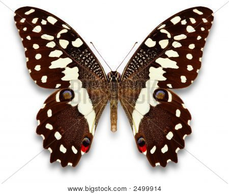 Batterfly