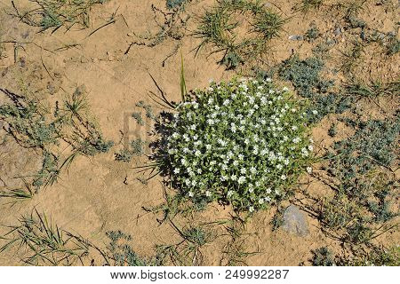 White Shallow  Flowers Of Stellaria Dichotoma Or Cordifolia Bunge - Globular Bush With Pubescent Lea