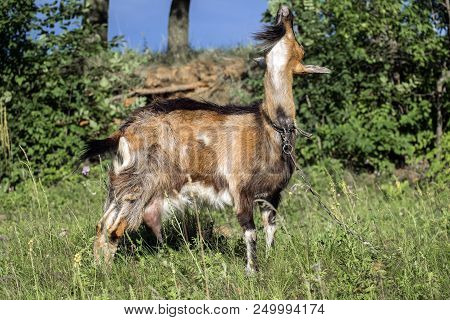 Goat With A Black Muzzle Howls To The Moon, But There Is No Moon (capra Aegagrus Hircus)