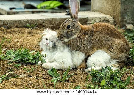 Loving Rabbit Is Spud A White Cat. Cat Is Not Very Happy With This Turn Of Events