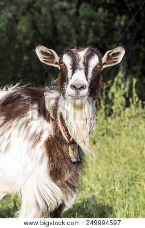 Portrait Of A Young Domestic Goat On A Leash (capra Aegagrus Hircus)