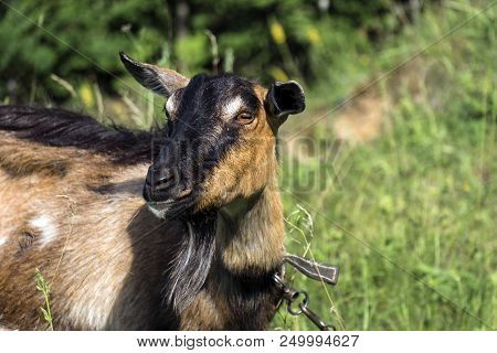 Portrait Of Female Domestic Goat With A Black Muzzle (capra Aegagrus Hircus)